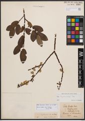 Salix bicolor Ehrh. ex Willd.